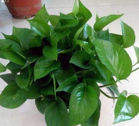 『家里』“4种植物”防辐射能力强,家里养一盆,对家人“视力好”,真值