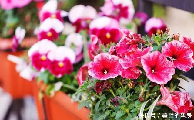 不见|5月养这6种花要“狠狠晒”,越晒越能开,否则只见叶子不见花