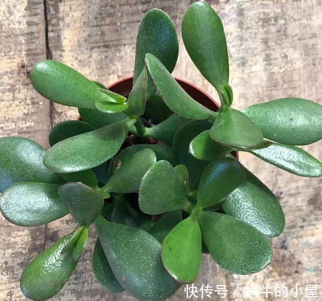  「绿枝」玉树怕冷，12月就要搬入室内了，做好“3步”，叶绿枝壮更茂盛