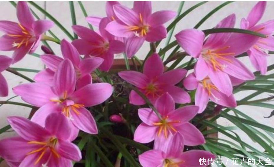 「凤仙花」家里就养“4种花”,沾土就活,不用管也能花开不断,一开200天!