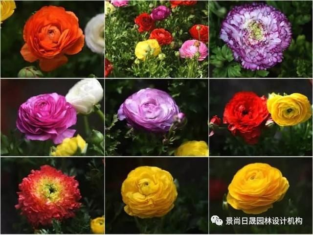  『适合』适合庭院种植的27种常用宿根花卉