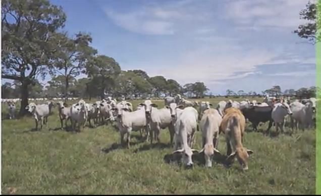  #总统#玻利维亚总统亲自加封，3个集装箱74吨牛肉到上海了