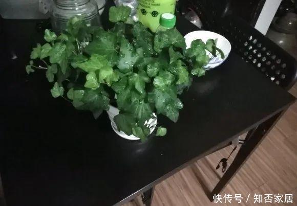  『排水良好』家里角落太单调，就养这几种植物试试吧