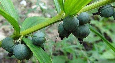  「黄精」不想再当穷人？试试种它，亩收益5万元不是梦，有人靠它