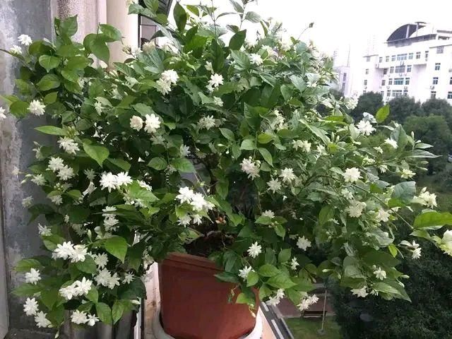 桩头:开春发芽的茉莉花小老桩头,重剪造型一个月还不长新芽?