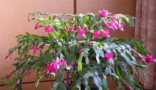  #冬天#现在养“2种花”，开花红艳艳，能开100多天