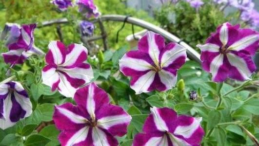  【彩色马蹄莲】阳台种这几款小花，观赏价值极高，全年开花不断，花开娇艳惹人爱