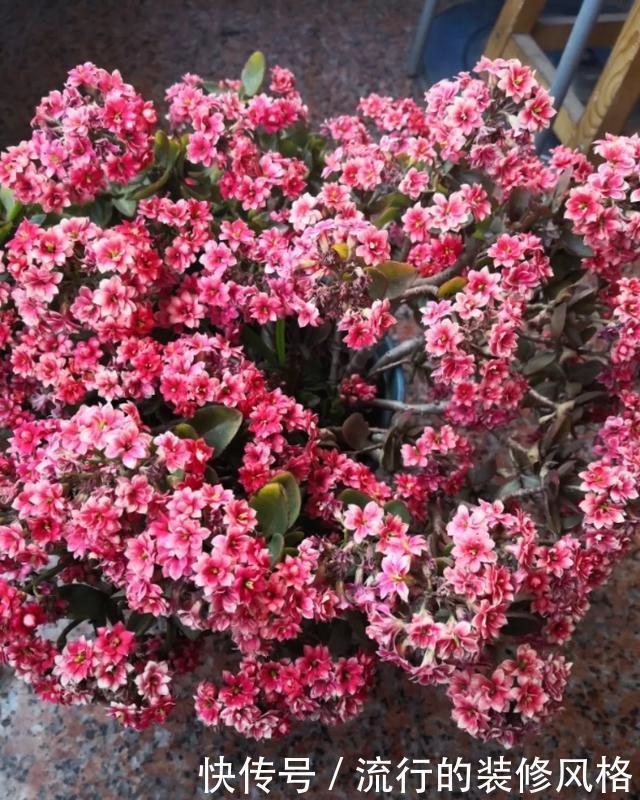  #补充养分#这花千万别养老桩，越老越不开花，想赏花砍1刀，立马满头花苞