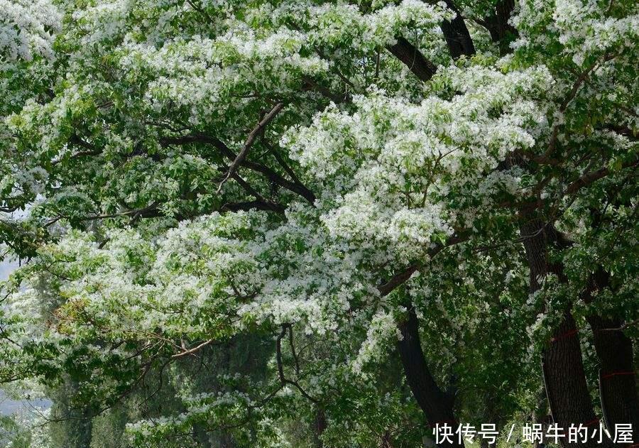  植物■院子里养这几种花，好看又好养，十里飘香，邻居看见都羡慕