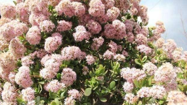 『充足』3年的玉树开花了,好兆头,玉树这样养,也能开花上千朵,美死了