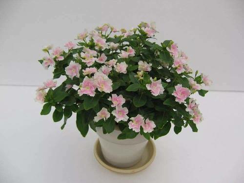 「热闹」一年四季开花不断的花卉,养几盆阳台“热闹”一整年!