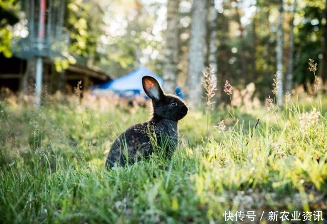 现在农村山上几乎见不到野兔了，这啥情况？听听老农民怎么说