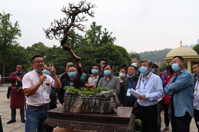  [市级]32位盆景师南山现场赛艺角逐市级盆景大师殊荣