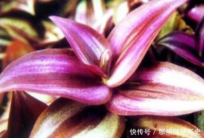 『扦插』吊竹梅几月可以扦插