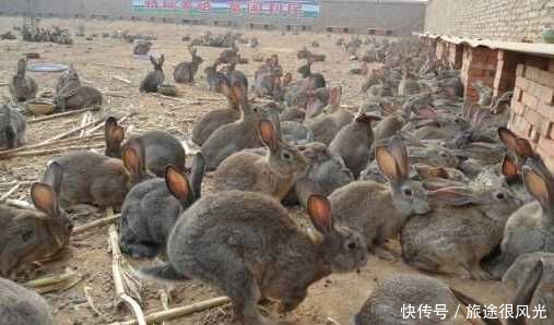 农民地里不种农作物，用来圈养“它”每斤50元，年赚几十万！