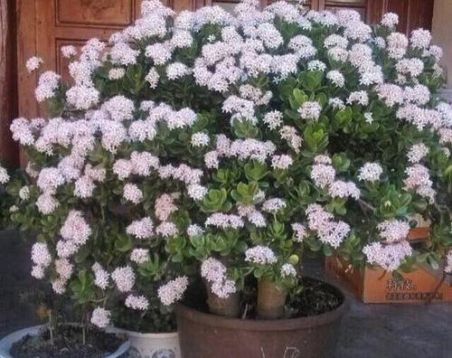  传家宝：玉树长成大老桩，必用3个“秘诀”，越养越值钱，养成传家宝