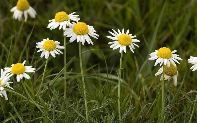 菊花还有苹果仙子这个品种？作用不少，开花好看养护简单！