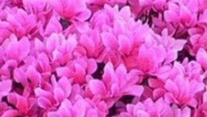 家里@家里养这3种花遇土就活,一盆变10盆,漂亮大气非常好养