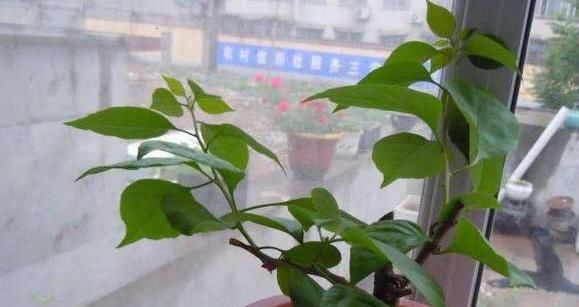 『越来越』如何让三角梅花开不断?教您三角梅种植管理3要点