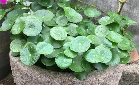 『玩意』养花不用换盆,给植物吃点这种玩意,土壤肥沃,养啥都旺!