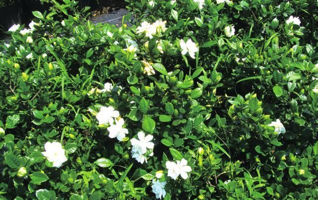  扦插|小叶栀子扦插繁殖技术