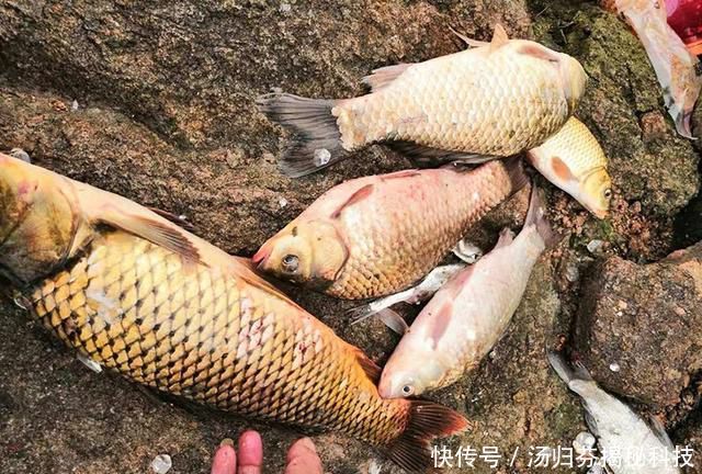  「清明节」清明节夜钓小河沟，捡到1根鱼竿，用它垂钓鱼咬钩，不用不咬钩