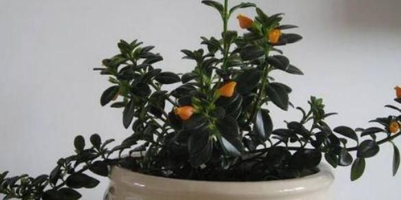  「金鱼吊兰」长在枝丫的“金鱼”，你有见过吗？还比真金鱼好养，快去养一盆