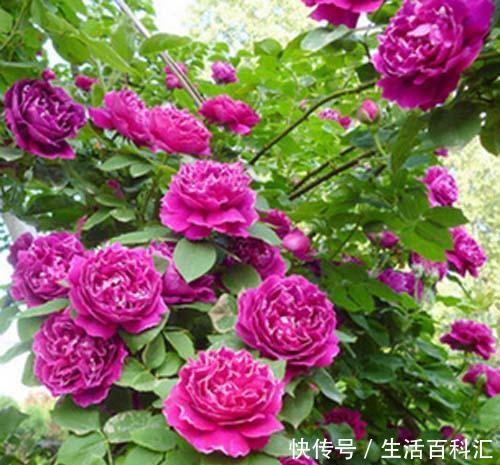  漂亮：喜欢养护漂亮的花卉，就选择花色艳丽，开花量繁多的3种花卉