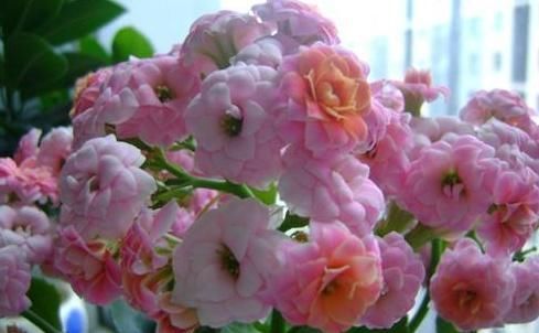  「观赏价值」这“3种”花，用1根枝插到花盆里，就可轻松长满整盆