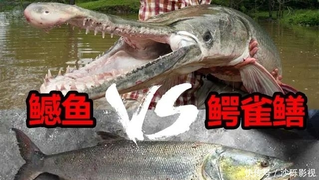  『水中』谁才是钓友心中的水中霸主？鳡鱼和鳄雀鳝，到底孰强孰弱？