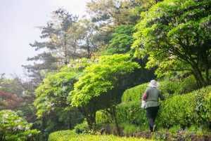  『杜鹃』千年杜鹃生长在茶园阡陌之间，硕大的杜鹃花开了，意境悠远