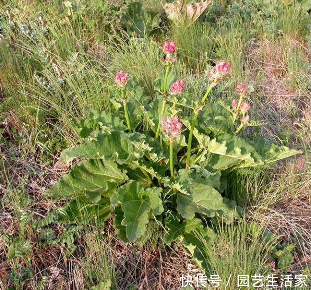 此草人称“吐血草”，农民割去喂猪，真可惜！却不知它能止血祛瘀