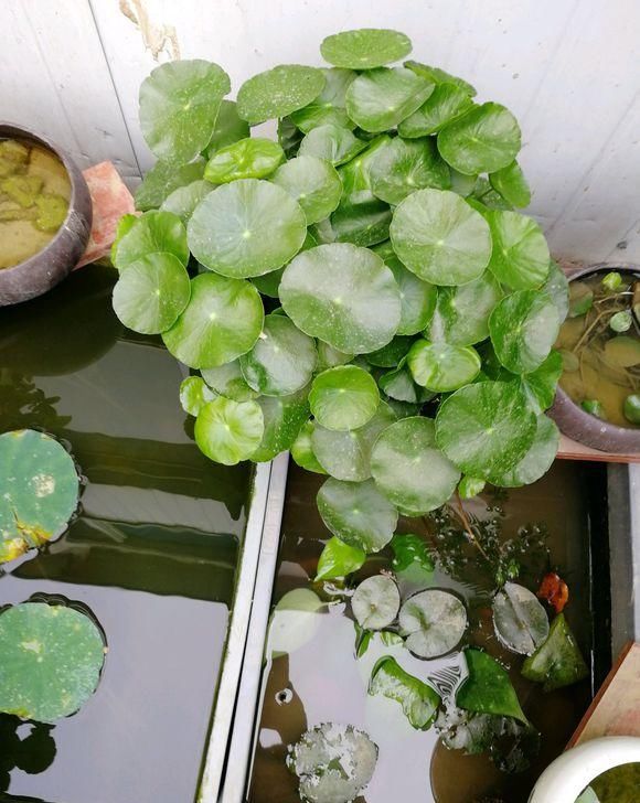  【技巧】一盆铜钱草不到一年，分出五六盆，4点养护技巧，分分钟长满盆