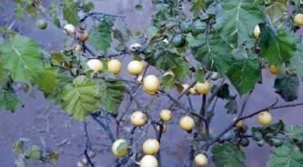  『未成熟』喀西茄，全株含有毒生物碱，未成熟果实毒性较大。