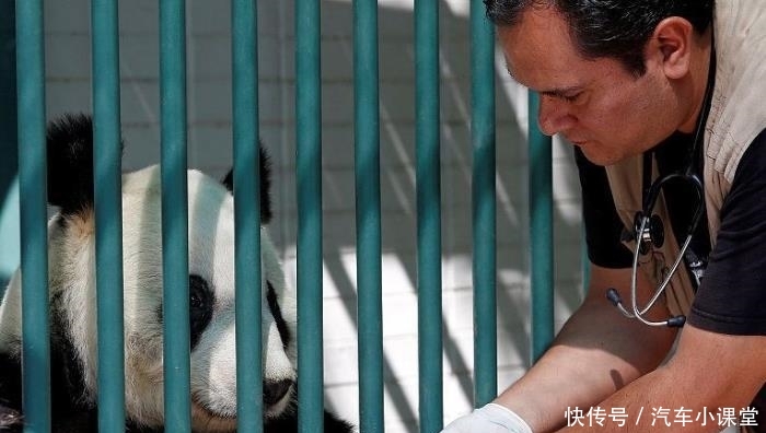 全球只有2只大熊猫不属于中国，而熊猫的现状让不少游客表示心疼