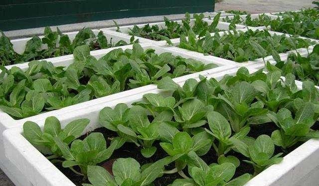 特别■阳台种菜,有4个“关键”,做对了,种菜一大盆,收获特别多