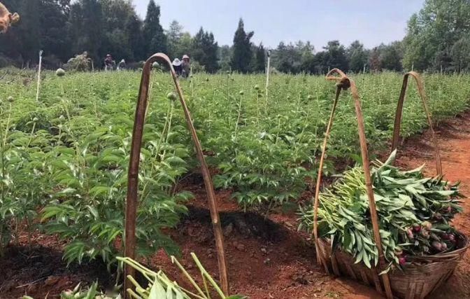  保鲜剂@“五月花神”就要开花啦！现在是最佳观赏期，一年就等这半个月！