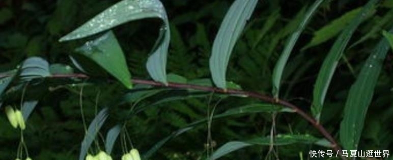  发家致富|乡下一种植物珍贵，野生的却不多了，很多农民用它发家