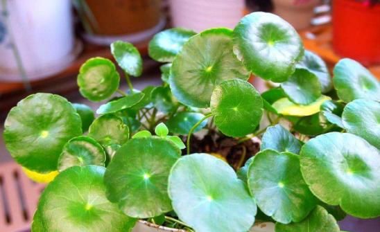  『摆在』养花人要牢记，5种花“喜阴、不喜阳”，摆在窗台，半天就晒黄叶