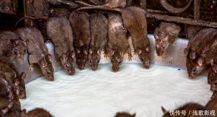 印度神庙供奉2万只老鼠,有专人守护安全,自己挨饿也要供养老鼠