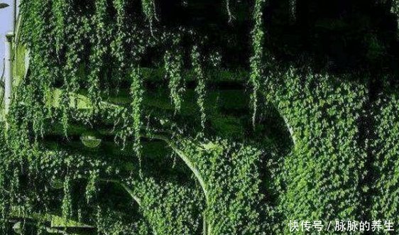  「高架桥」中国的高架桥下为什么要种爬山虎有何用处看完解开多