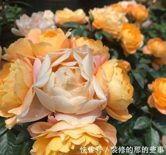  「窗子」窗台养上4种花，推开窗子就是花园，一不小心成花海！