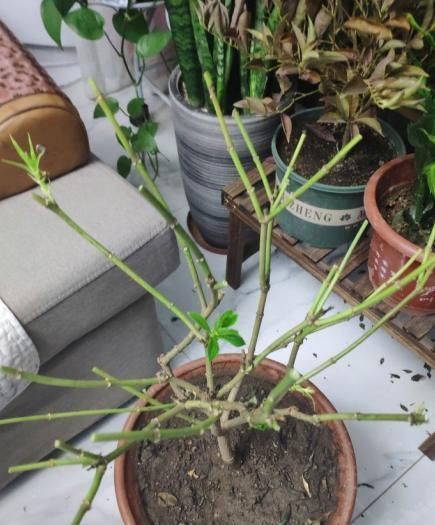  植物@植物养着养着就死了,其实砍一刀就解决,一周就呼呼冒新芽!