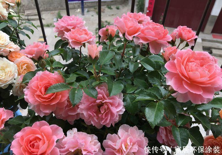 喜欢：喜欢养护花卉，在春季就养护容易开花爆盆的5种花卉，美艳招人爱