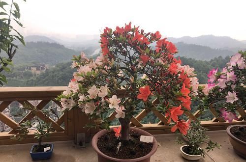  做法■杜鹃花直接砍成微盆景，好杜鹃被你糟蹋了，我的做法稍不同