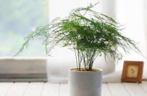  「摆放」这6种植物的正确摆放位置，简单动一动镇宅又旺运，何乐而不为呢