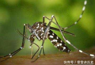 “花蚊子在我国出现时间并不长，但人们白天已无法乘凉，它从哪来