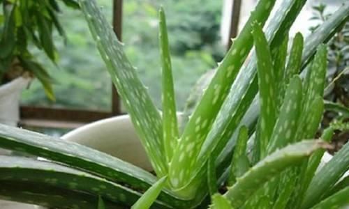  甲醛：这“2种”植物，再贵也要养，能让白发变“乌发”，还能吸甲醛！