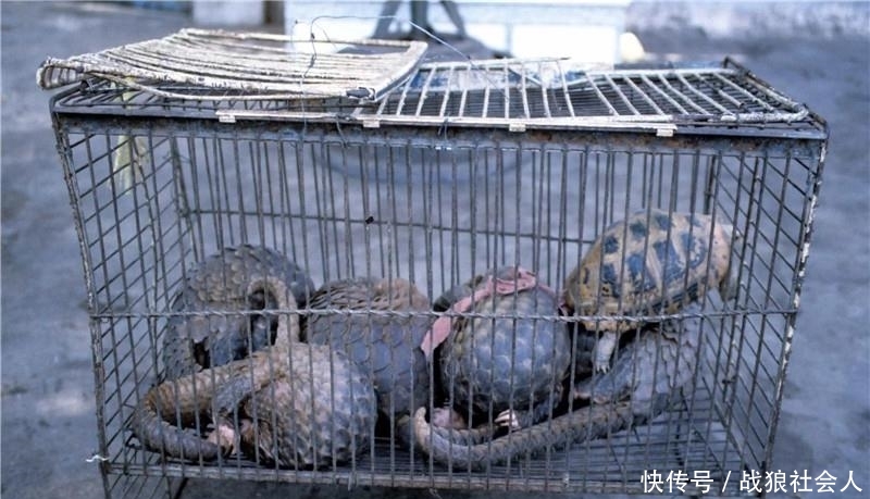 老挝菜市场的野生动物，堪比国内的动物园，当地人当真不保护动物