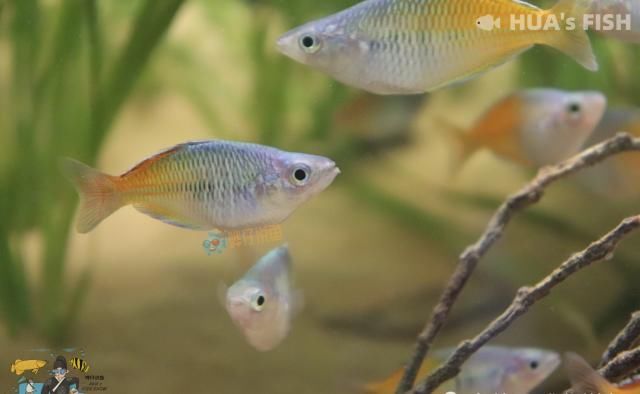  『观赏鱼』别听水族店老板的！连鱼带缸一起买回家，观赏鱼大多活不过27天
